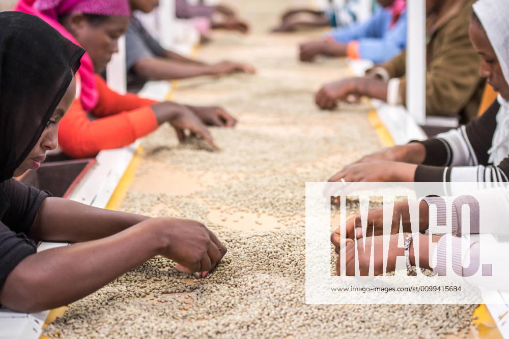 Addis Ababa, Ethiopia - Ethiopian female workers sorting arabica coffee beans to export at Oromia Coffee Farmers Cooperative. Addis Ababa Ethiopia