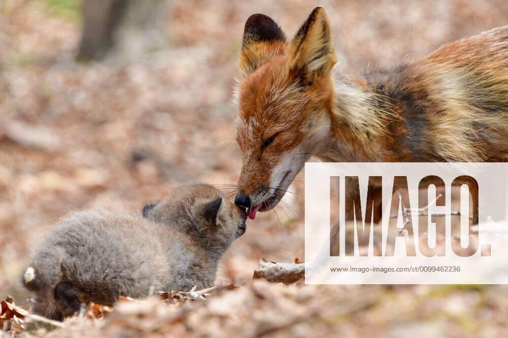A family of foxes seen on Vladivostok s Russky Island. The population of foxes on Russky Island is recovering after a decline in the 1990s caused by a wide spread of poaching. Yuri Smityuk TASS TS0D6303