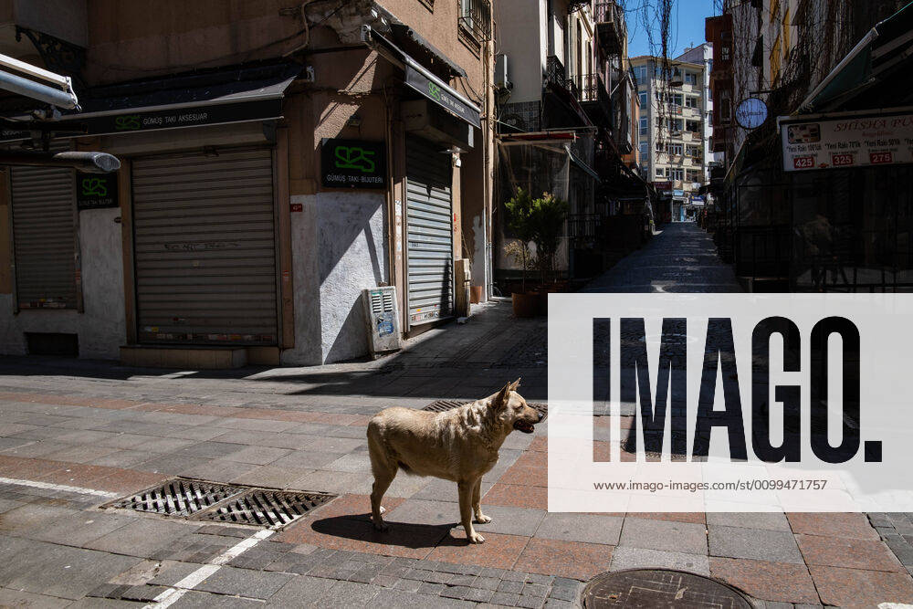 (200419) -- ISTANBUL, April 19, 2020 (Xinhua) -- A dog is seen on an empty road amid the COVID-19 pandemic in Istanbul, Turkey, April 18, 2020. Turkey s COVID-19 cases on Saturday surged to 82,329 after 3,783 new cases were confirmed, becoming the hardest-hit country of the novel coronavirus in the Middle East. (Xinhua) TURKEY-ISTANBUL-COVID-19