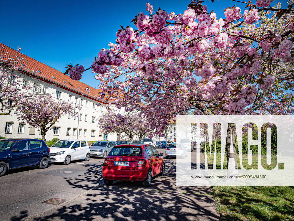 Berlin Pankow, street scene with Japanese ornamental cherry Berlin Pankow