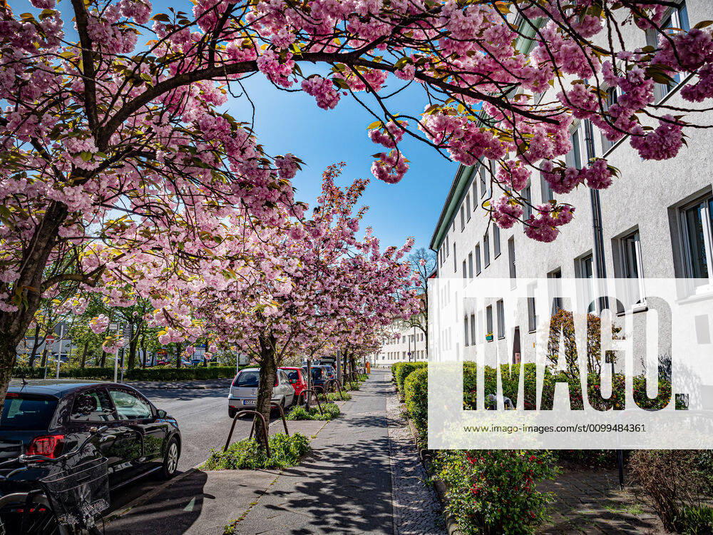 Berlin Pankow, street scene with Japanese ornamental cherry Berlin Pankow