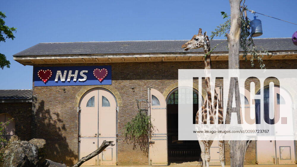 Coronavirus in Großbritannien, Eindrücke aus London April 23, 2020, London, United Kingdom: ZSL London Zoo has today (23 April) erected a symbolic sign of appreciation above its iconic Giraffe House - to thank the NHS. ..The giant blue and red sign, visible from the road outside the locked down zoo, will light up Regentâ€⠢s Park this evening during the weekly clap for carers. ..ZSL London Zooâ€⠢s site manager Jamie Turner said: â€oeWe see so many brave ambulance staff watching Maggie and Molly the giraffes through the fence on their hasty lunch breaks †so we installed this tribute at their favourite sandwich spot to brighten their day.†..He added: â€oeRather like our giraffes, the NHS is head and shoulders above the rest.â€Â..Where: London, United Kingdom.When: 23 Apr 2020.Credit: ZSL London ZooCover Images..**Editorial use only* London United Kingd - ZUMAc218 20200423_zia_c218_006