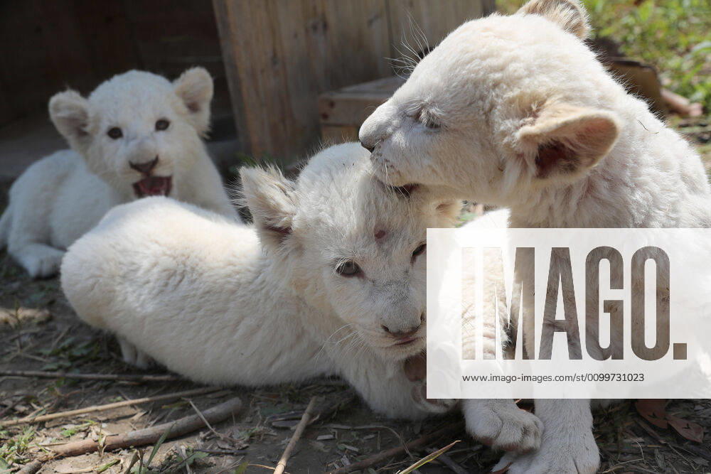 (200423) -- NANTONG(JIANGSU), April 23, 2020 -- Triplets of white lion cubs play outdoors at Nantong Forest Safari Park in Nantong City, east China s Jiangsu Province, April 23, 2020. The nearly two-month-old triplets make their debut at the park on Thursday and they will formally meet the tourists on May 1. (Photo by Xinhua) CHINA-JIANGSU-NANTONG-WHITE LION CUBS (CN) XuxCongjun