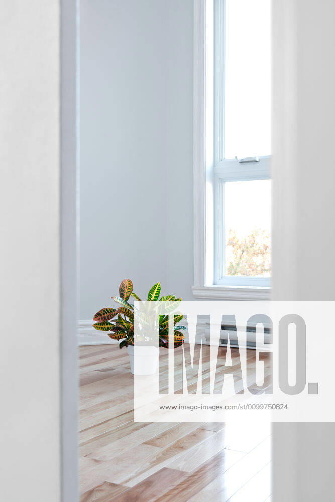 Bright room seen through the doorway Bright room decorated with plant, seen through the doorway.