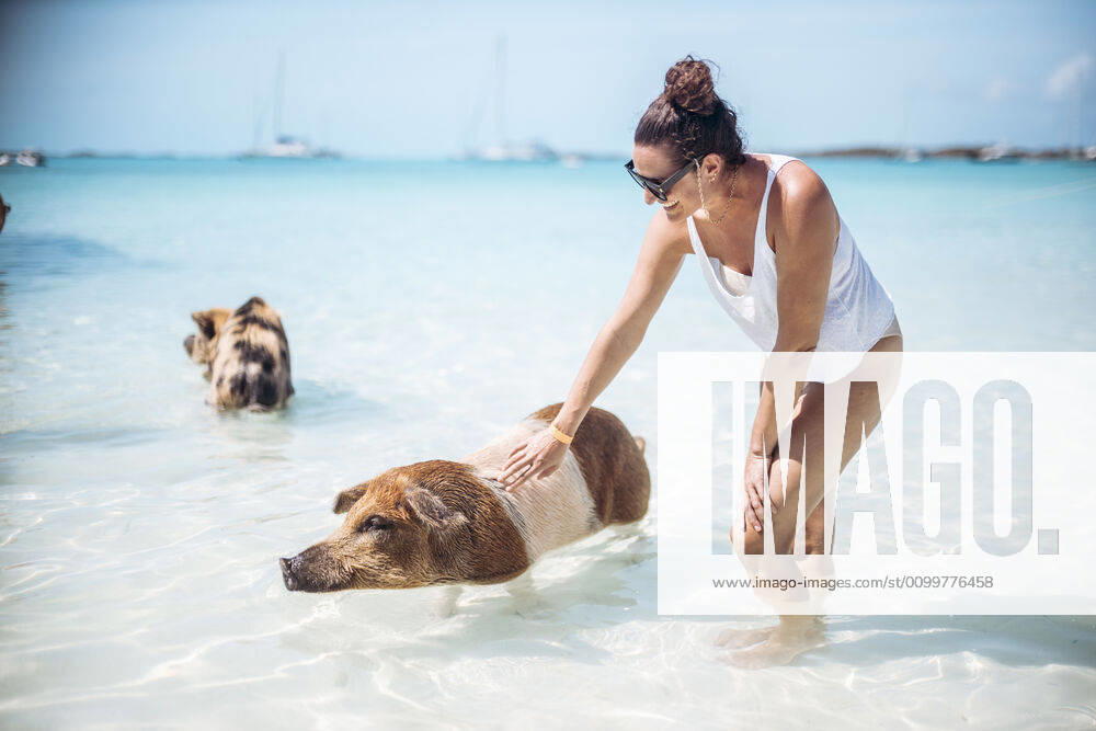 Woman petting pig, swimming in sea on Pig Beach, Exuma, Bahamas, Caribbean model released Symbolfoto DAWF01350