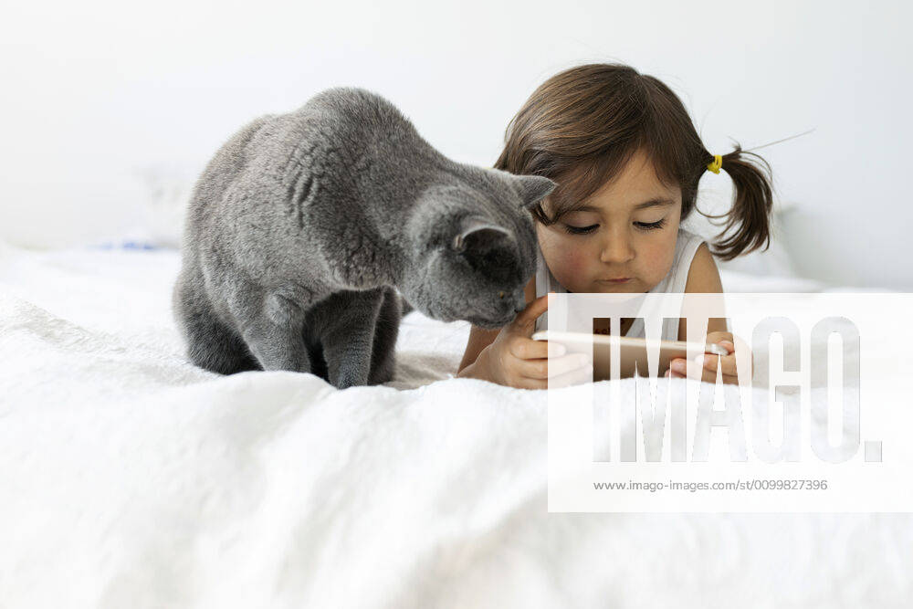 Portrait of little girl lying on bed with grey British shorthair looking at smartphone model released Symbolfoto property released VABF02713