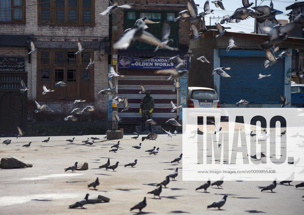 Pigeons during the nationwide lockdown..India s Health Ministry has so far recorded a total 23,452 infections, death 272 and recovered 4,814 cases since the beginning of the corona virus outbreak. Srinagar India - ZUMAs197 20200424_zaa_s197_030