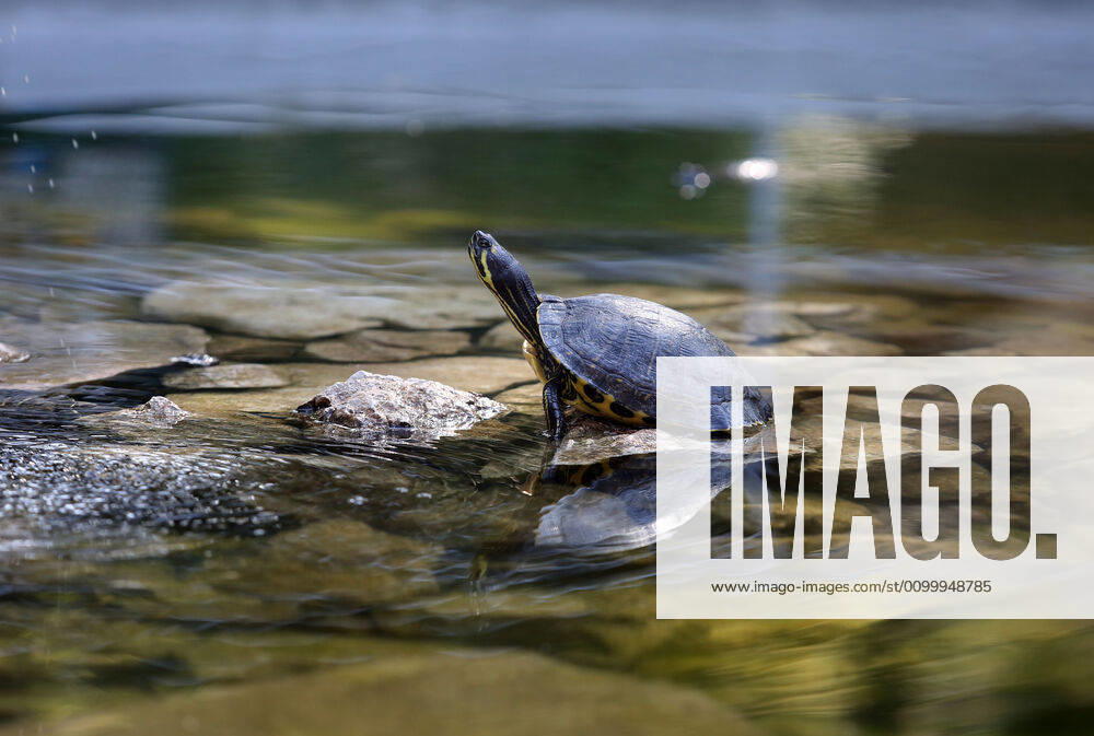 About 30 water turtles live in a fountain pound 25.04.2020., Croatia, Rijeka - About 30 water turtles live in a fountain pound that is part of the Vidikovac water reservoir at the City Water Supply on Boulevard. GoranxKovacic PIXSELL