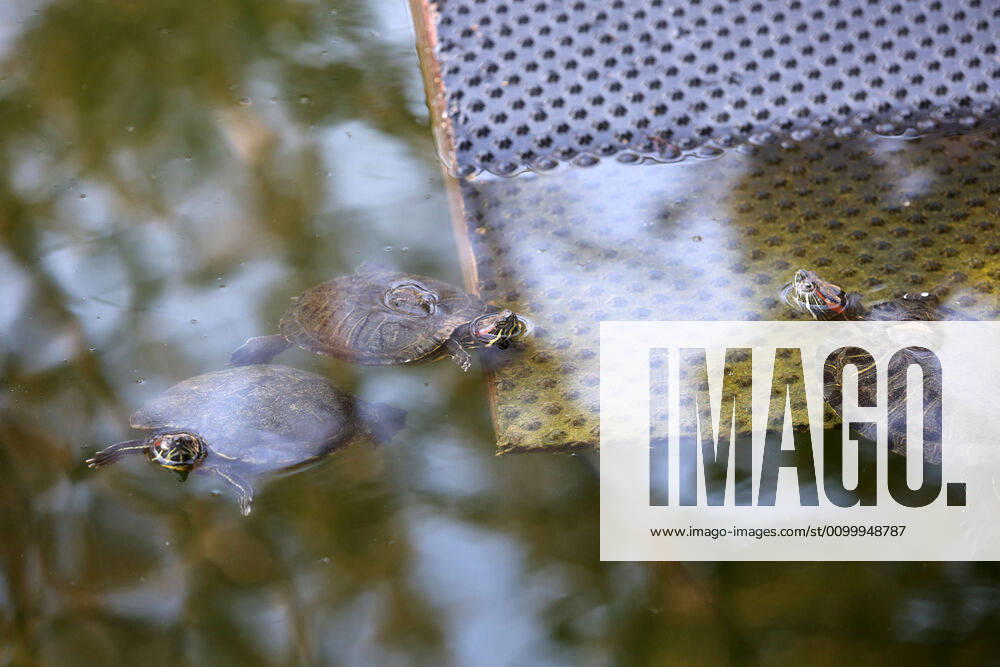 About 30 water turtles live in a fountain pound 25.04.2020., Croatia, Rijeka - About 30 water turtles live in a fountain pound that is part of the Vidikovac water reservoir at the City Water Supply on Boulevard. GoranxKovacic PIXSELL