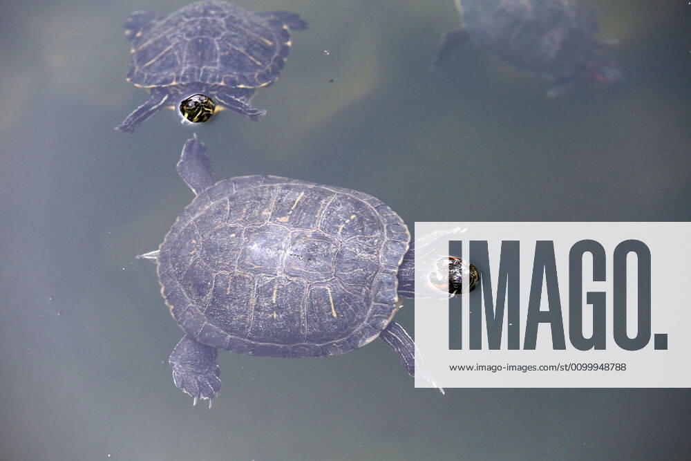 About 30 water turtles live in a fountain pound 25.04.2020., Croatia, Rijeka - About 30 water turtles live in a fountain pound that is part of the Vidikovac water reservoir at the City Water Supply on Boulevard. GoranxKovacic PIXSELL
