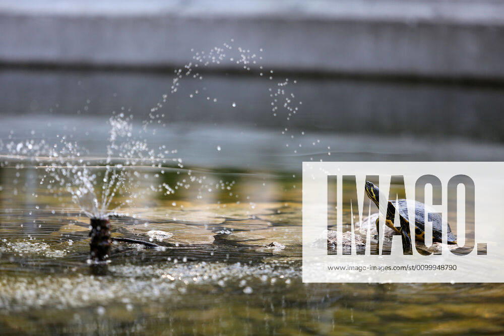 About 30 water turtles live in a fountain pound 25.04.2020., Croatia, Rijeka - About 30 water turtles live in a fountain pound that is part of the Vidikovac water reservoir at the City Water Supply on Boulevard. GoranxKovacic PIXSELL