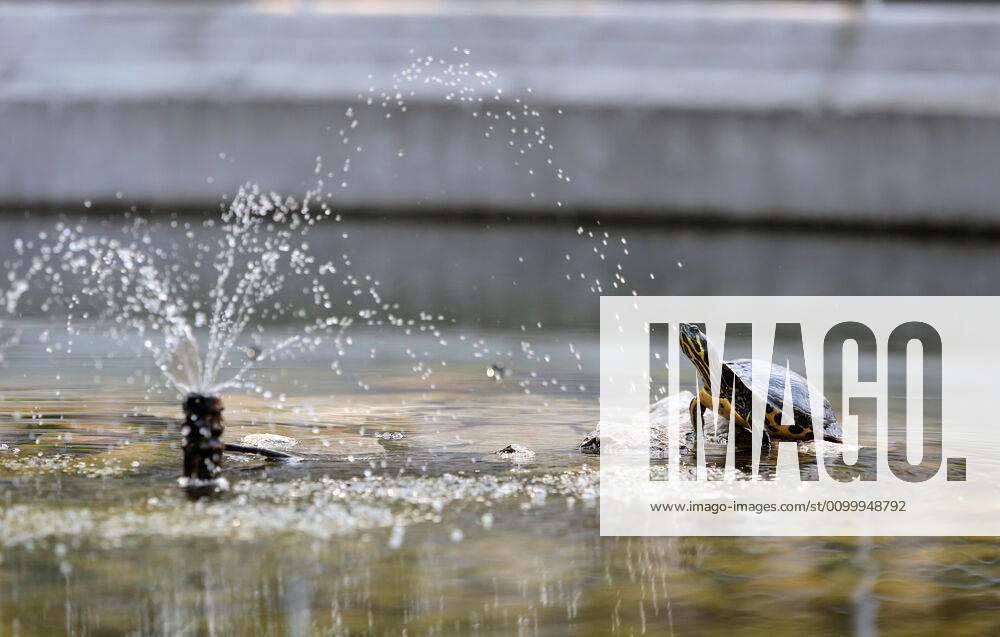 About 30 water turtles live in a fountain pound 25.04.2020., Croatia, Rijeka - About 30 water turtles live in a fountain pound that is part of the Vidikovac water reservoir at the City Water Supply on Boulevard. GoranxKovacic PIXSELL