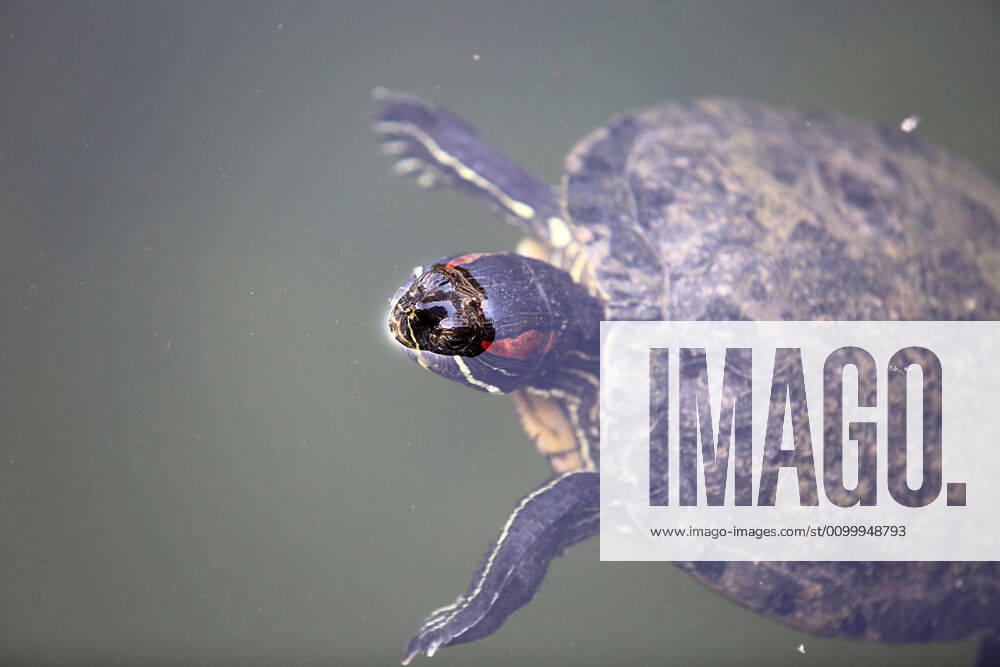 About 30 water turtles live in a fountain pound 25.04.2020., Croatia, Rijeka - About 30 water turtles live in a fountain pound that is part of the Vidikovac water reservoir at the City Water Supply on Boulevard. GoranxKovacic PIXSELL