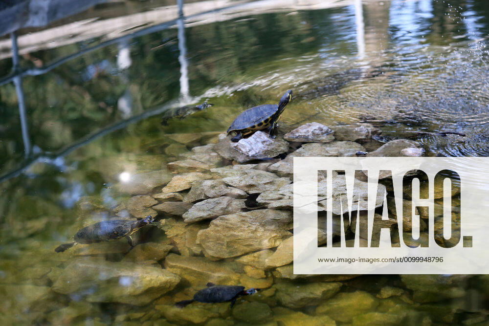 About 30 water turtles live in a fountain pound 25.04.2020., Croatia, Rijeka - About 30 water turtles live in a fountain pound that is part of the Vidikovac water reservoir at the City Water Supply on Boulevard. GoranxKovacic PIXSELL