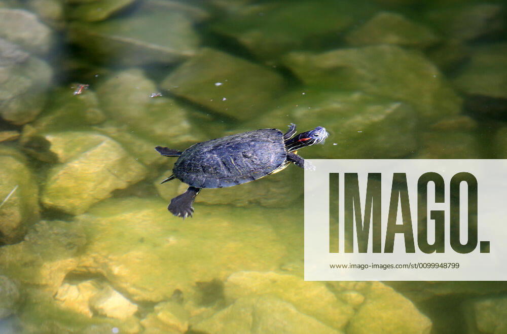 About 30 water turtles live in a fountain pound 25.04.2020., Croatia, Rijeka - About 30 water turtles live in a fountain pound that is part of the Vidikovac water reservoir at the City Water Supply on Boulevard. GoranxKovacic PIXSELL
