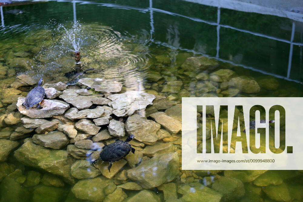 About 30 water turtles live in a fountain pound 25.04.2020., Croatia, Rijeka - About 30 water turtles live in a fountain pound that is part of the Vidikovac water reservoir at the City Water Supply on Boulevard. GoranxKovacic PIXSELL