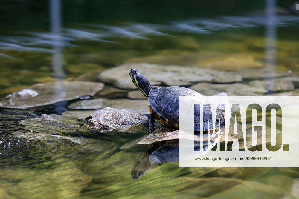 About 30 water turtles live in a fountain pound 25.04.2020., Croatia, Rijeka - About 30 water turtles live in a fountain pound that is part of the Vidikovac water reservoir at the City Water Supply on Boulevard. GoranxKovacic PIXSELL