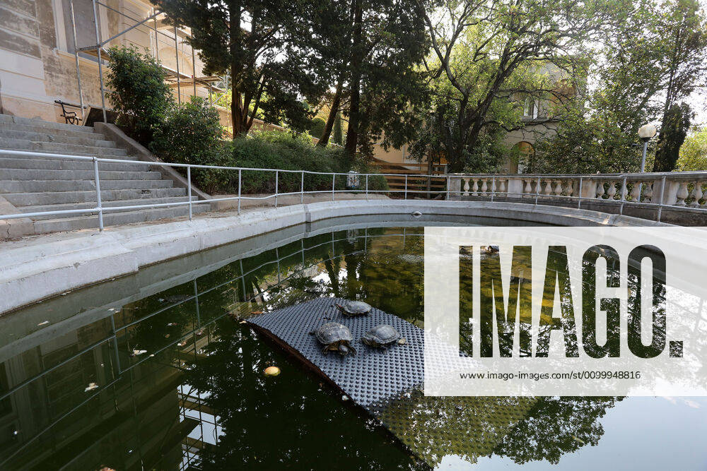 About 30 water turtles live in a fountain pound 25.04.2020., Croatia, Rijeka - About 30 water turtles live in a fountain pound that is part of the Vidikovac water reservoir at the City Water Supply on Boulevard. GoranxKovacic PIXSELL
