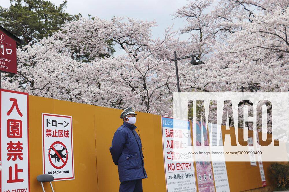 Cherry Blossoms in Japan Cherry blossoms are in full bloom at Hirosaki Park in Hirosaki, Aomori Prefecture, northeastern Japan, on April 26, 2020. The park is closed amid the coronavirus pandemic.