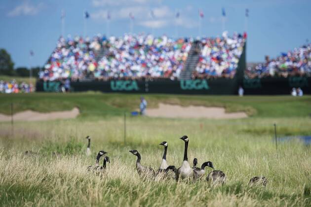 170615 Kanadagäss i närheten av en bana under första omgangen i golfturneringen US Open den 15 juni 2017 i Hartford.  Copyright: JOELxMARKLUND BB170615JM074