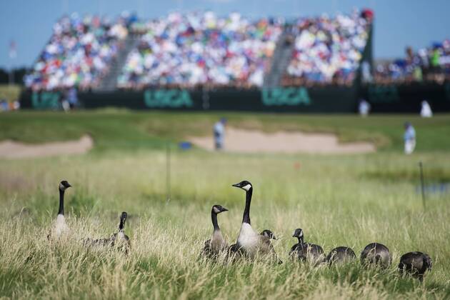 170615 Kanadagäss i närheten av en bana under första omgangen i golfturneringen US Open den 15 juni 2017 i Hartford.  Copyright: JOELxMARKLUND BB170615JM075