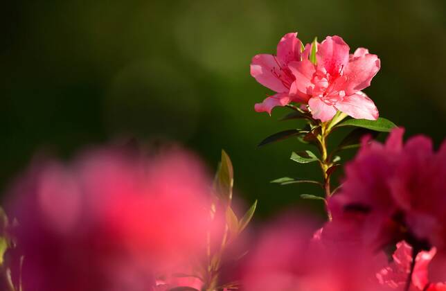 Azalea are in full bloom before the start of the Masters golf tournament at Augusta National Golf Club, on April 2, 2018 in Augusta, Georgia.  AUG20180402303 KEVINxDIETSCH
