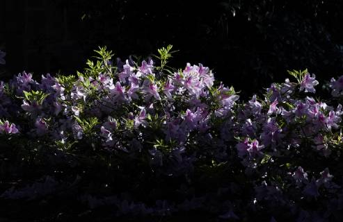 Azalea plants are in bloom on the Wednesday before the 2019 Masters Tournament at Augusta National Golf Club in Augusta, Georgia, on April 10, 2019.  AUG20190410118 JOHNxANGELILLO