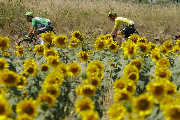 CARCASSONNE, FRANCE - JULY 09 : CAVENDISH Mark (GBR) of DECEUNINCK - QUICK-STEP, POGACAR Tadej (SLO) of UAE TEAM EMIRATES in the sunflowers field during stage 13 of the 108th edition of the 2021 Tour de France cycling race, a stage of 219,9 kms between Nimes and Carcassonne. on July 9, 2021 in Carcassonne, France, 9 07 2021 CYCLISME : Tour de France 2021 - Etape 13 - Nimes to Carcassonne - 09 07 2021 PHOTONEWS PANORAMIC