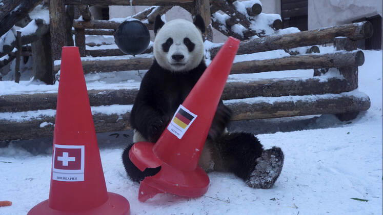 BEIJING 2022, Panda im Moskau Zoo errät die Olympiasieger