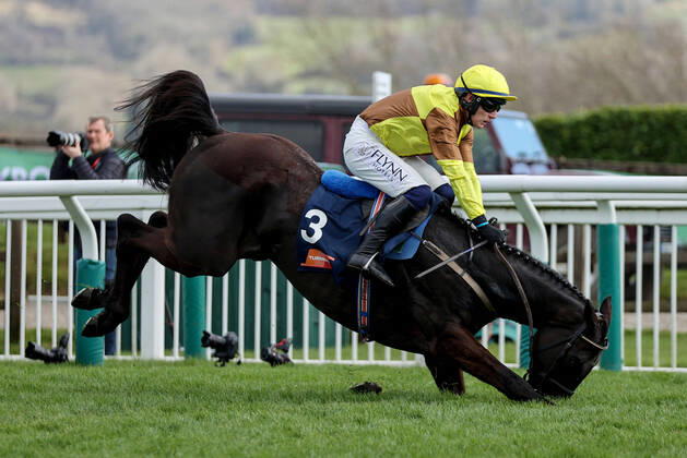 Bilder des Jahres 2022, Sport 03 März Sport Themen der Woche KW11 Sport Bilder des Tages 2022 Cheltenham Festival, Prestbury Park, Cheltenham, England 17 3 2022 The Turners Novices Chase Paul Townend on Galopin Des Champs falls at the last Paul Townend on Galopin Des Champs falls at the last 17 3 2022  Copyright: x INPHO DanxSheridanx AJ5I9747