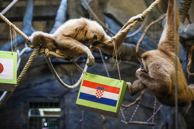 FIFA WM 2022, Kroatien - Japan, Affen-Orakel im Zoo von Zagreb tippt auf Kroatien