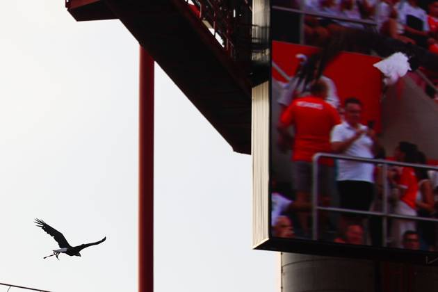 Portugal, Lisbon 2025 08 12 xJFx Second leg Third qualifying round Uefa Champions League 2025 26 , S L Benfica OGC Nice v l , Eagle Ãguia Vitoria the mascot of Benfica Lisbon flies in the stadium Copyright: JoaquimxFerreira