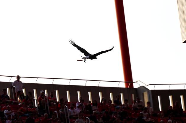 Portugal, Lisbon 2025 08 12 xJFx Second leg Third qualifying round Uefa Champions League 2025 26 , S L Benfica OGC Nice v l , Eagle Ãguia Vitoria the mascot of Benfica Lisbon flies in the stadium Copyright: JoaquimxFerreira