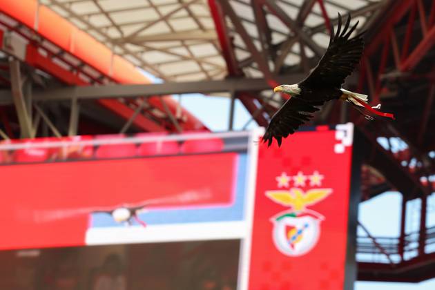 Portugal, Lisbon 2025 08 12 xJFx Second leg Third qualifying round Uefa Champions League 2025 26 , S L Benfica OGC Nice v l , Eagle Ãguia Vitoria the mascot of Benfica Lisbon flies in the stadium Copyright: JoaquimxFerreira