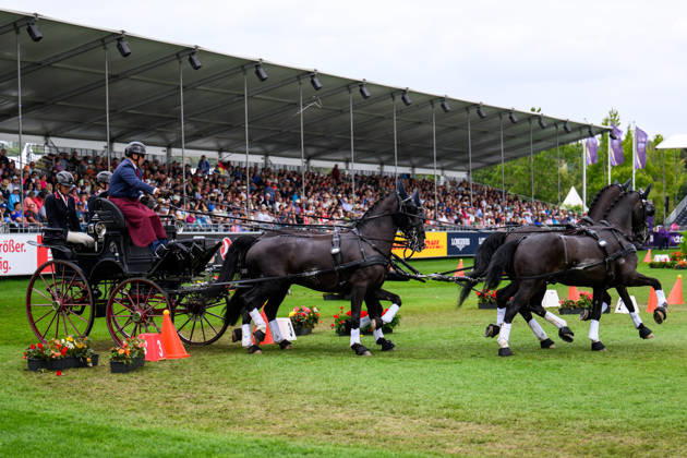 260823 Fredrik Persson of Sweden, with his horses Fasco, Kaptain, Judson, and Kermit, competes in the Four-in-Hand cones on Day 13 of the 2026 FEI World Championships on August 23, 2026 in Aachen. Photo by Emma Wallskog. BILDBYRAN code EW EW0700: four-in-hand, driving, cones, precision Copyright: EMMAxWALLSKOG BB260823EW015