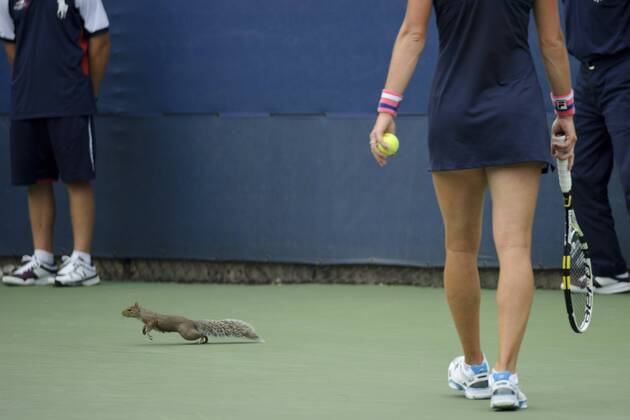 Tennis, US Open, squirrel crashes onto court during Lisicki match