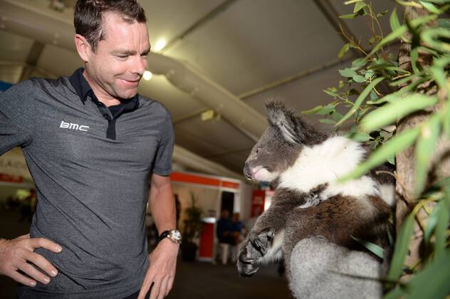 Cycling, Tour Down Under, riders with koala bear, kangaroo and co.