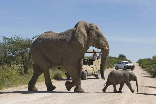 Elefanten (Loxodonta africana), Bulle und Jungtier überqueren Straße vor Touristen auf Fotosafari, Etosha Nationalpark, Namibia, Afrika ibluli01249152