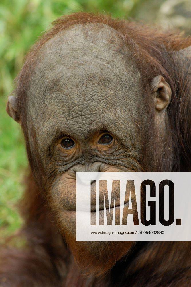 Orang Utan Orangutan Orang Utan Pongo Pygmaeus Jungtier Portraet Orang Utan Orangutan Orang Outan Orang Utan Orangutan Orang Utan Pongo Pygmaeus Jungtier Portraet Orang Utan Orangutan Orang Outan
