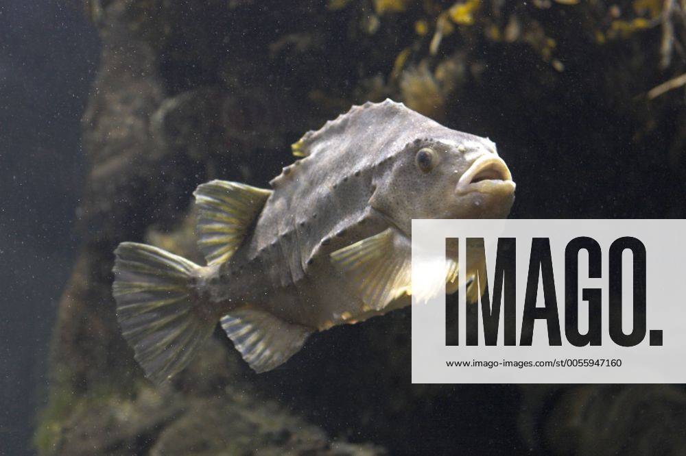 Seehase, Lump, Lumpfisch, Lump-Fisch lumpsucker, lumpfish, hen-fish ...