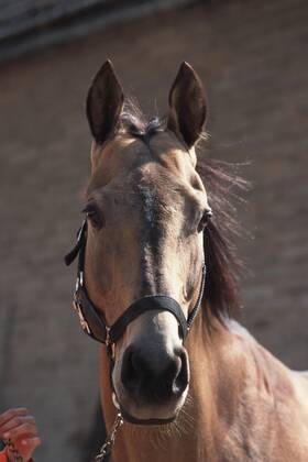 Achal-Tekkiner (Equus przewalskii f. caballus), Portraet Akhal-Teke horse (Equus przewalskii f. caballus), portrait BLWS006863
