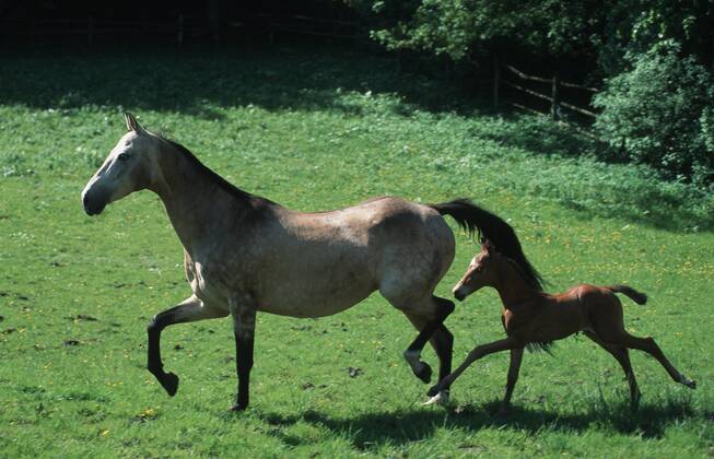 Achal-Tekkiner (Equus przewalskii f. caballus) Akhal-Teke horse (Equus przewalskii f. caballus) BLWS006866