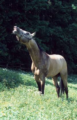 Achal-Tekkiner (Equus przewalskii f. caballus), flehmend Akhal-Teke horse (Equus przewalskii f. caballus), curling lips BLWS006867