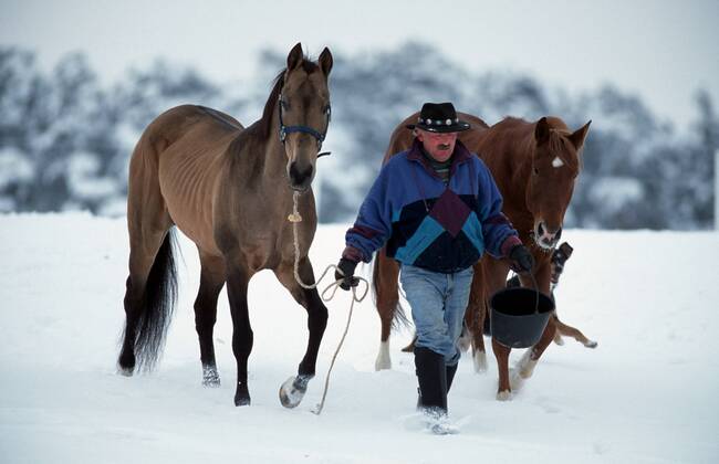 Achal-Tekkiner (Equus przewalskii f. caballus), gefuehrt von Mann, im Schnee Akhal-Teke horse (Equus przewalskii f. caballus), guided by a man, in snow BLWS006899