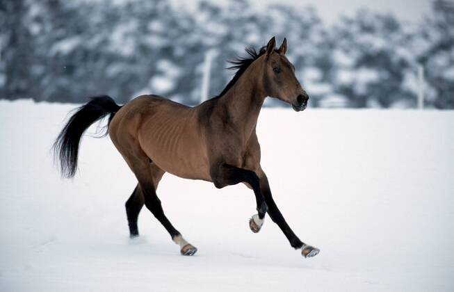 Achal-Tekkiner (Equus przewalskii f. caballus), galoppiernd auf Winterweide, im Schnee Akhal-Teke horse (Equus przewalskii f. caballus), gallop on winter pasture, in snow BLWS006900