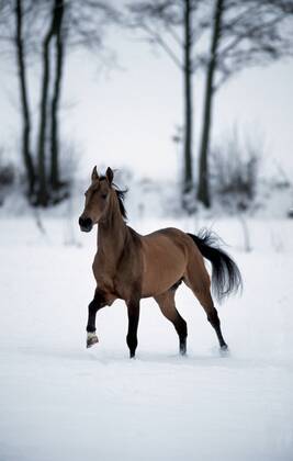 Achal-Tekkiner (Equus przewalskii f. caballus), galoppiernd auf Winterweide, im Schnee Akhal-Teke horse (Equus przewalskii f. caballus), gallop on winter pasture, in snow BLWS006901