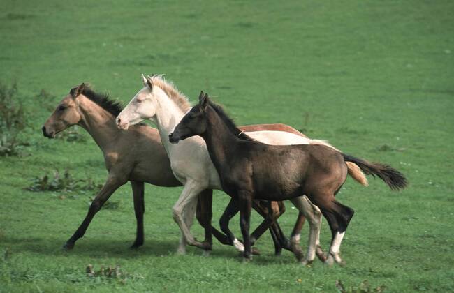 Achal-Tekkiner (Equus przewalskii f. caballus), Trio auf Weide Akhal-Teke horse (Equus przewalskii f. caballus), trio on pasture BLWS006920