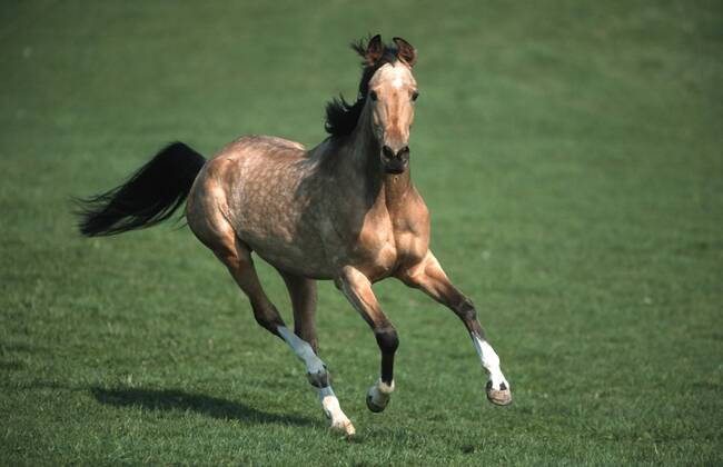 Achal-Tekkiner (Equus przewalskii f. caballus), galoppierend auf Weide Akhal-Teke horse (Equus przewalskii f. caballus), galloping on pasture BLWS006921