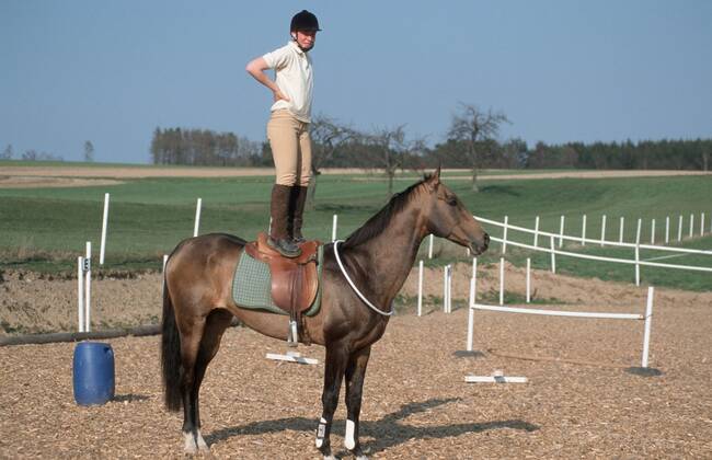 Achal-Tekkiner (Equus przewalskii f. caballus), Reiten mit Halsring Akhal-Teke horse (Equus przewalskii f. caballus), riding with neckring BLWS006941