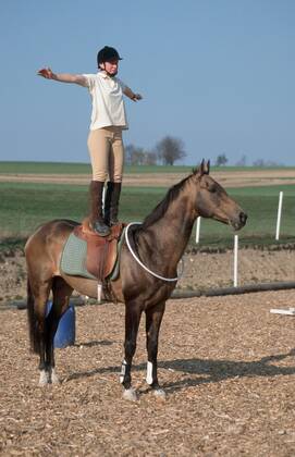 Achal-Tekkiner (Equus przewalskii f. caballus), Reiten mit Halsring Akhal-Teke horse (Equus przewalskii f. caballus), riding with neckring BLWS006942